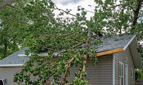 A large tree with green leaves fallen on a residential rooftop during a summer storm